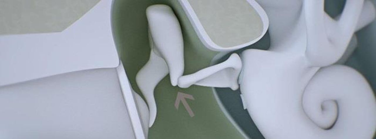 The osscicles.