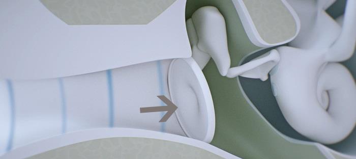 Det ydre øres anatomi - Det ydre øre, trommehinden og mere | ReSound ...